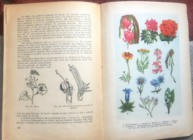 flora-romaniei-prof-i-simionescu-big-2