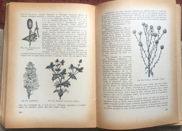 flora-romaniei-prof-i-simionescu-big-4