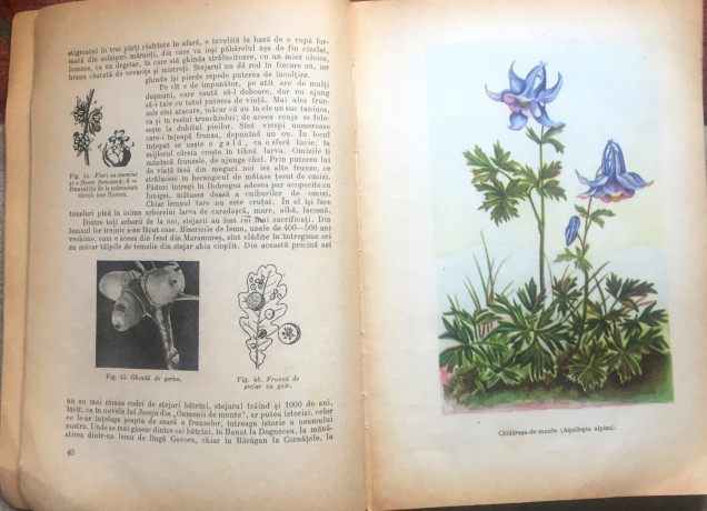 flora-romaniei-prof-i-simionescu-big-1