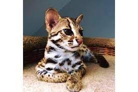disponibile-pisici-savannah-si-serval-caracal-si-ocelot-big-3