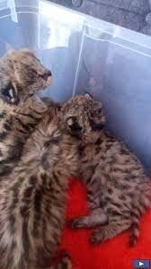 disponibile-pisici-savannah-si-serval-caracal-si-ocelot-big-2