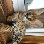 disponibile-pisici-savannah-si-serval-caracal-si-ocelot-small-0