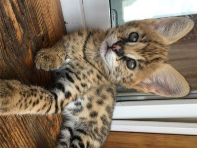 disponibile-pisici-savannah-si-serval-caracal-si-ocelot