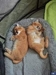 disponibile-pisici-savannah-si-serval-caracal-si-ocelot-big-1