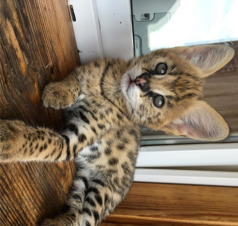 disponibile-pisici-savannah-si-serval-caracal-si-ocelot-big-0