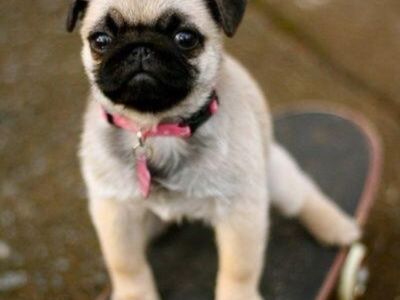 pui-de-rasa-pure-pedigree-full-pedigree-pentru-adoptie