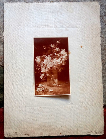 fotografie-flori-de-cires-reproducere-grigorescu-big-3