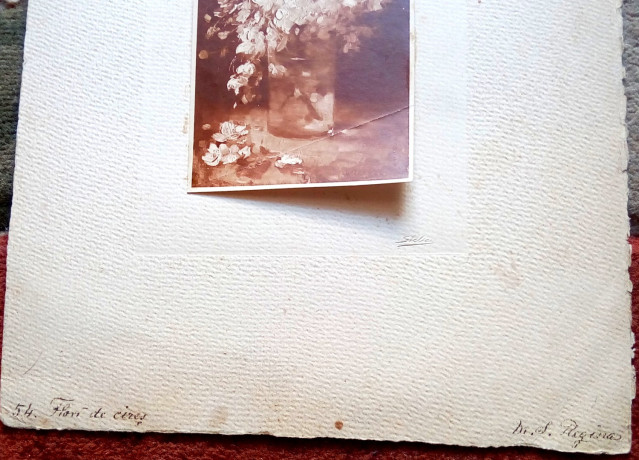 fotografie-flori-de-cires-reproducere-grigorescu-big-2