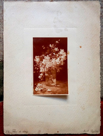 fotografie-flori-de-cires-reproducere-grigorescu-big-1