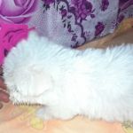 vand-bichon-maltez-alb-pur-small-0