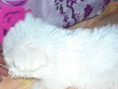 vand-bichon-maltez-alb-pur