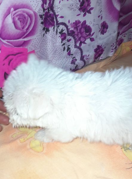 vand-bichon-maltez-alb-pur-big-0