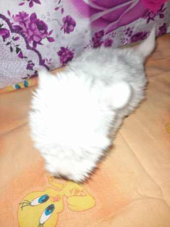 vand-bichon-maltez-alb-pur-big-2