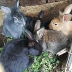 vand-iepuri-8-bucati-small-0