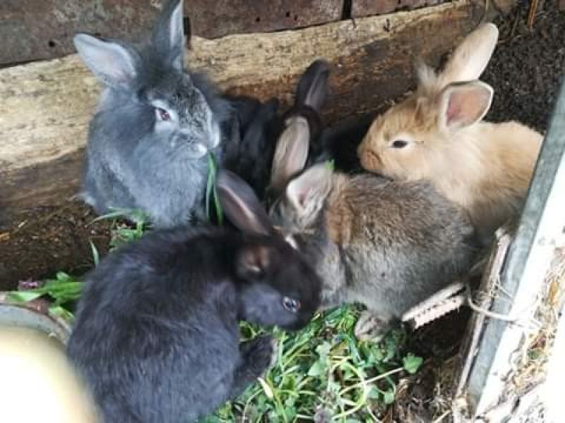 vand-iepuri-8-bucati-big-0