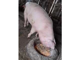 Porc de Vanzare