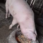 porc-de-vanzare-small-0