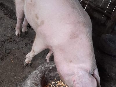 porc-de-vanzare