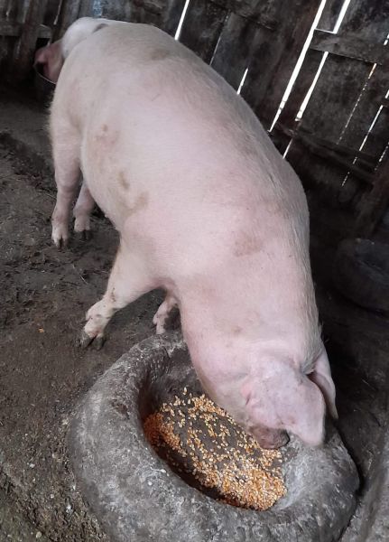 porc-de-vanzare-big-0