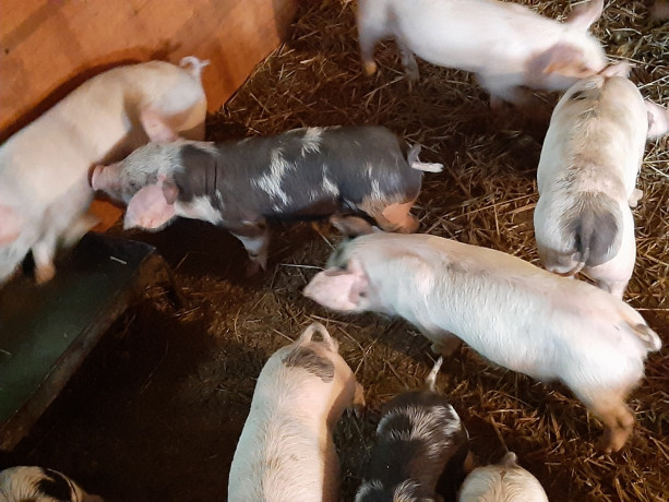 animale-domestice-big-1