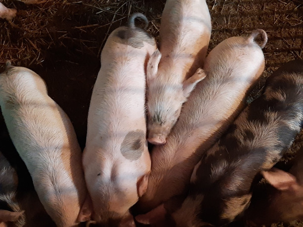 animale-domestice-big-2
