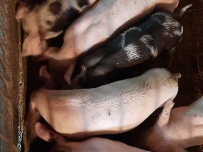 vand-animale-domestice