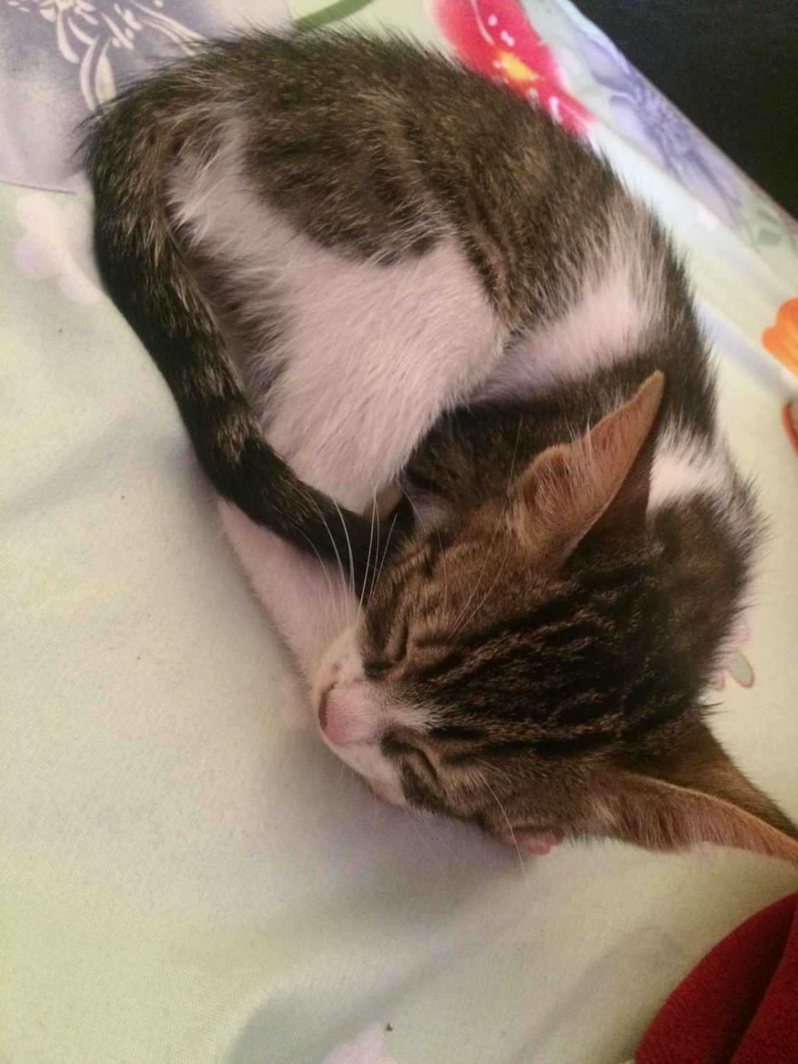 pisica-abandonata-motan