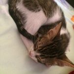 pisica-abandonata-motan-small-0