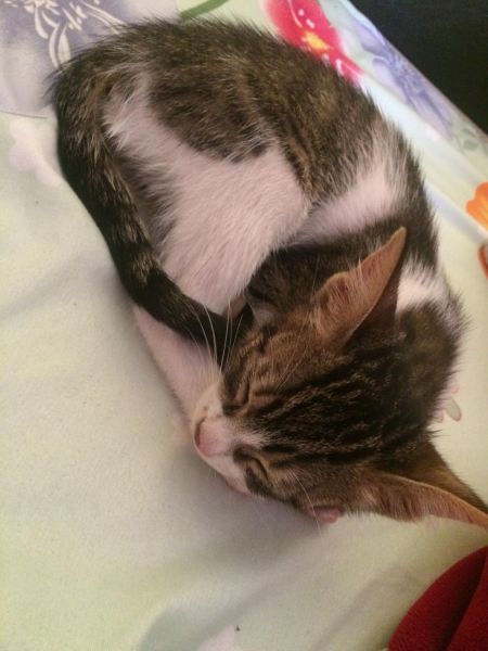 pisica-abandonata-motan-big-0