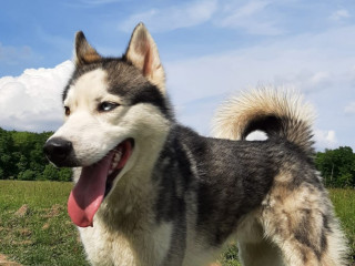 husky-siberian