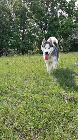 husky-siberian-big-1