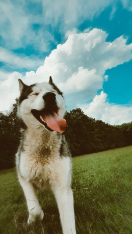 husky-siberian-big-3