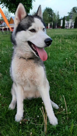 husky-siberian-big-4