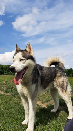 husky-siberian-big-0