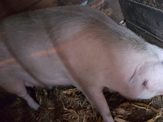 vand-porci