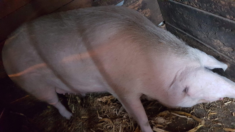 vand-porci-big-0