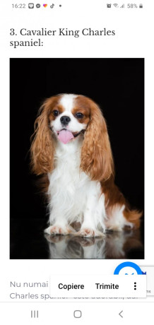 eu-caut-pui-de-caine-fetita-inspre-adoptie-big-4