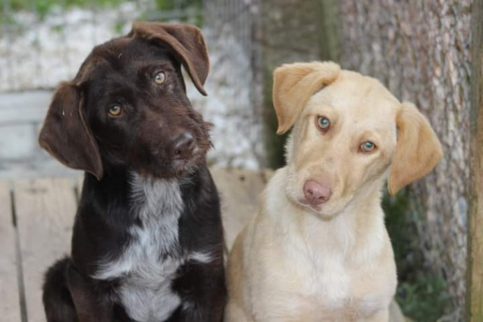 eu-caut-pui-de-caine-fetita-inspre-adoptie-big-0