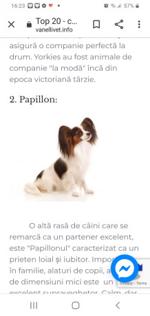 eu-caut-pui-de-caine-fetita-inspre-adoptie-big-3