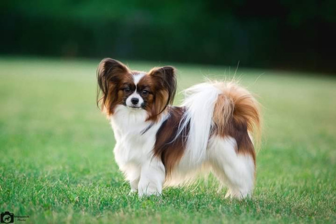 eu-caut-pui-de-caine-fetita-inspre-adoptie-big-1