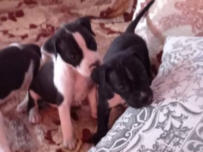 vand-puii-amstaff-rasa-pura