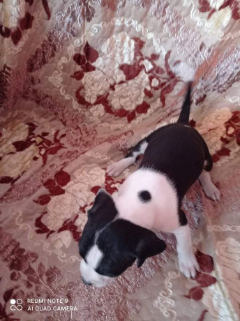 vand-puii-amstaff-rasa-pura-big-4