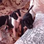 vand-puii-amstaff-rasa-pura-small-0