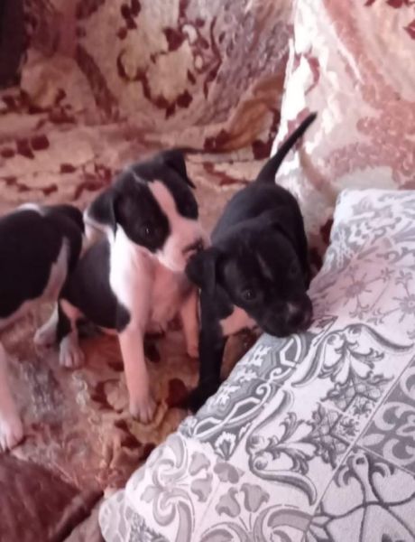 vand-puii-amstaff-rasa-pura-big-0