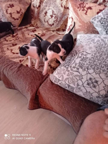 vand-puii-amstaff-rasa-pura-big-1