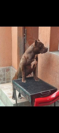 vand-puii-amstaff-rasa-pura-big-3