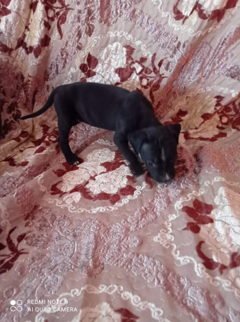 vand-puii-amstaff-rasa-pura-big-2