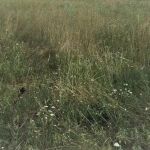 teren-abrud-9050-mp-supraofertare-pret-small-0