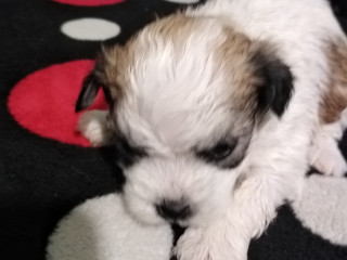 bichon-maltez