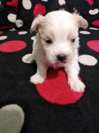 bichon-maltez-big-1